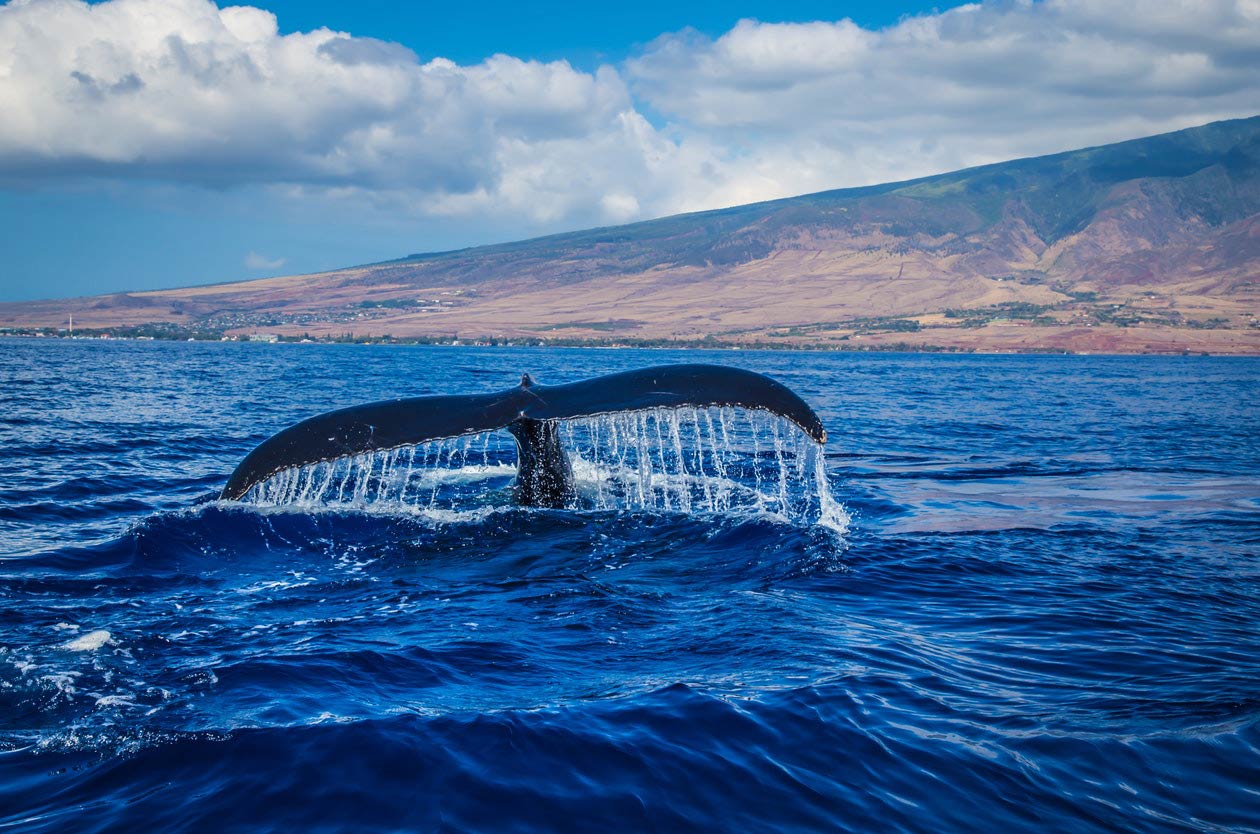 Avistamiento de ballenas en Nicaragua