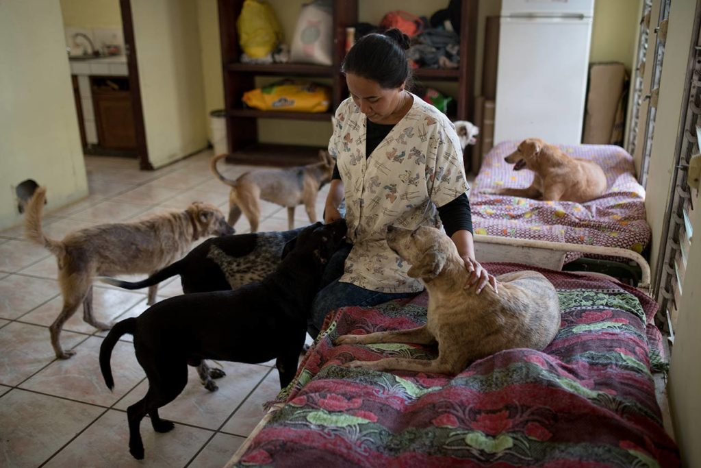 Nidia Zamora es la encargada de atender Casa Hogar Scott, albergue de perros en el que vive hasta 60 caninos que fueron rescatados de las calles. Carlos Herrera / Niú