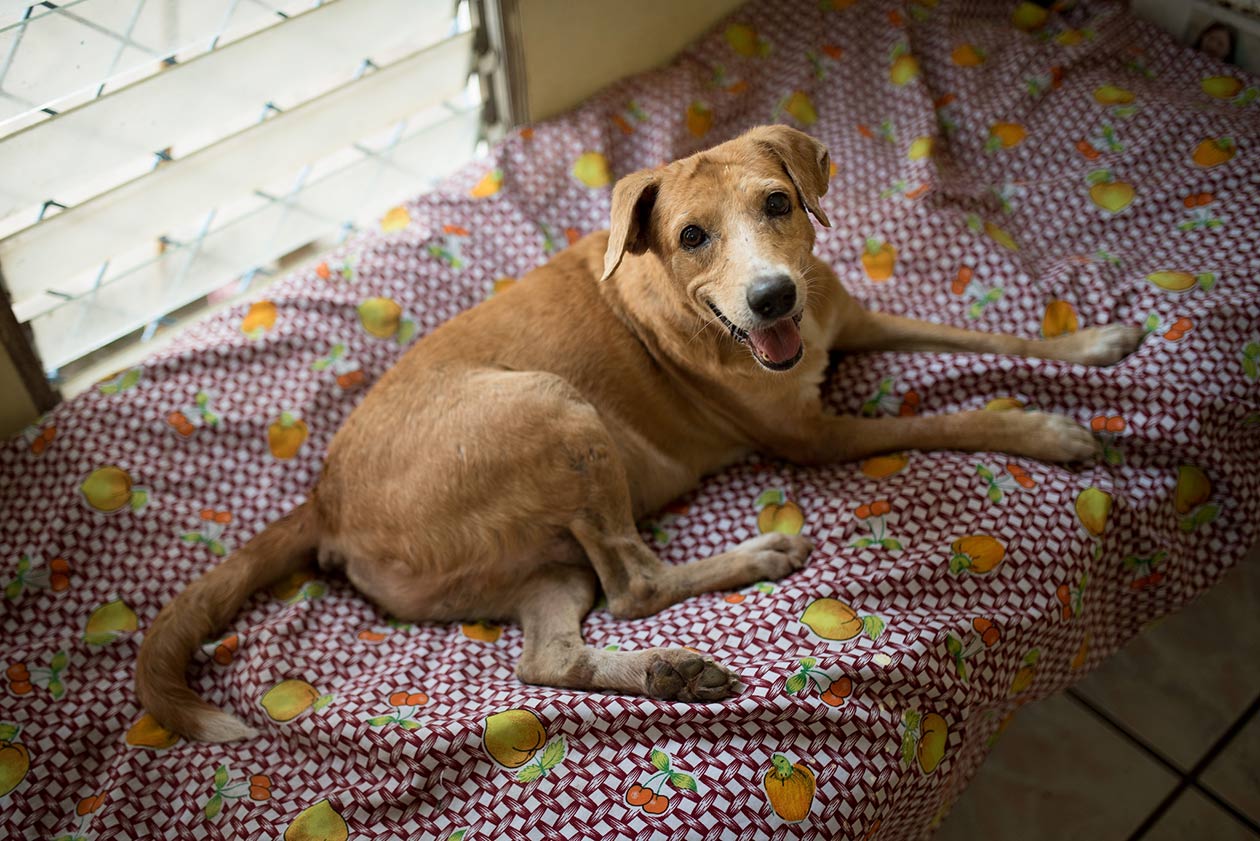 La mayoría de perros que son rescatados por Casa Hogar Scott padecen de enfermedades a causa de los malos tratos que recibieron de sus anteriores dueños. Carlos Herrera / Niú