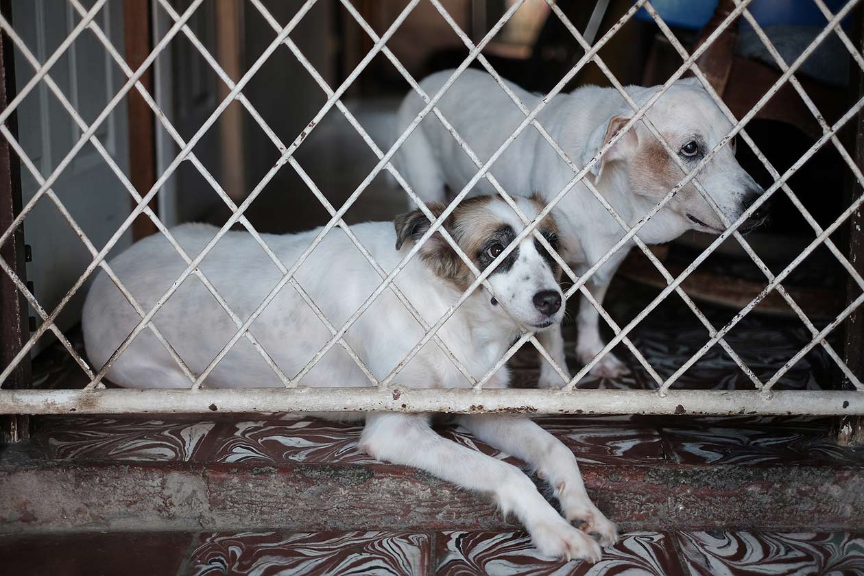 En casa de los Zeledón viven cuatro perros y ocho gatos. La mayoría de ellos son rescatados de las calles. Carlos Herrera Niú | Cortesía 