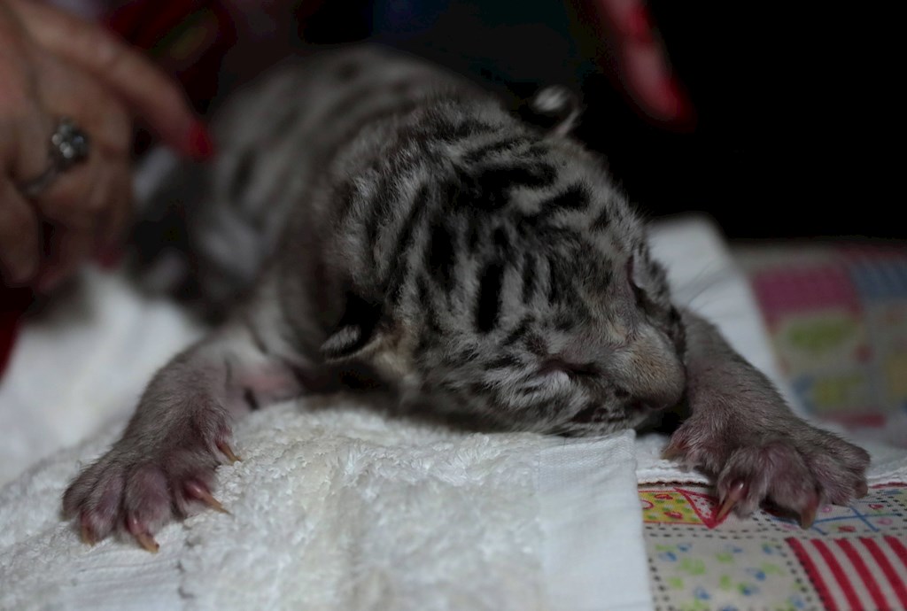 Tigre de bengala blanca nace en Nicaragua