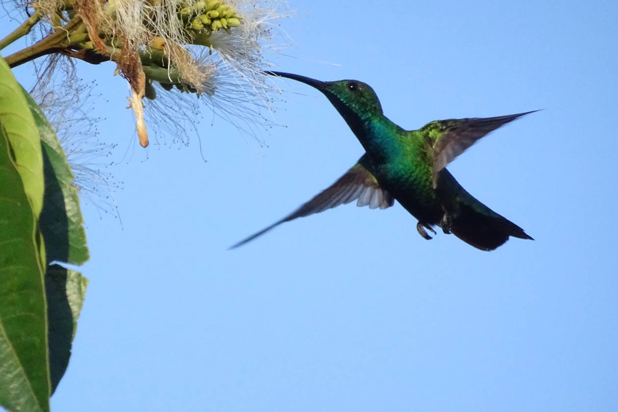 aves exóticas Nicaragua