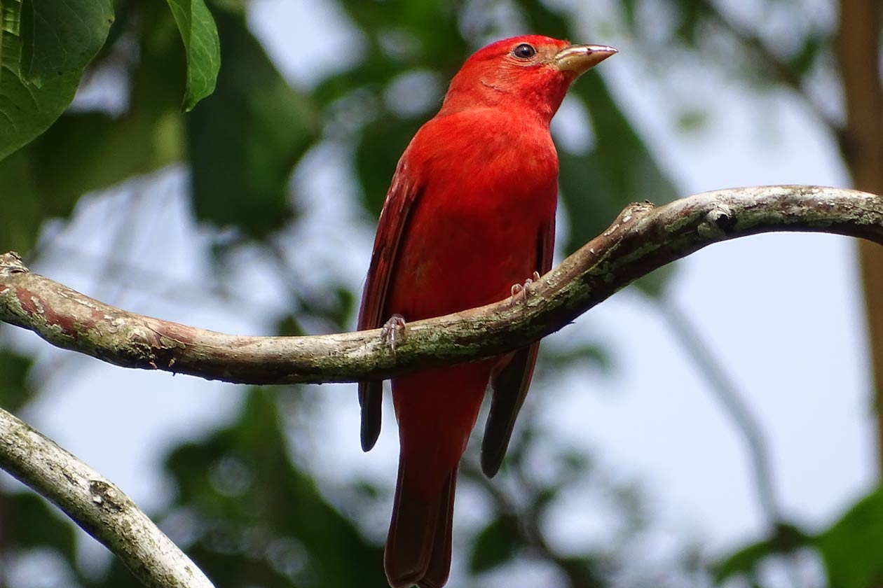 catálogo aves Nicaragua